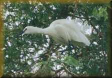 Witte koereiger