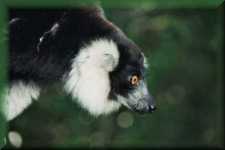 Ruffed Lemur Varecia Variegata