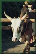 Zebu