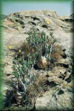 Pachypodium Rosalatum