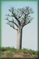 Baobab