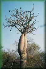 Baobab