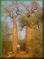 Baobab