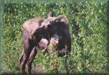 Eland