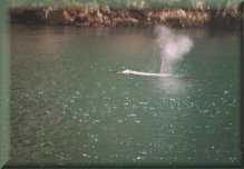 Humpback Whale