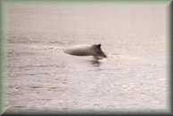 Humpback Whale
