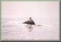 Humpback Whale