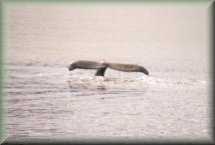 Humpback Whale
