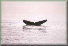 Humpback Whale