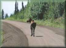 Eland