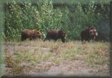 Grizzley beren