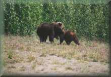 Grizzley beren