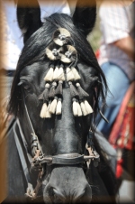 Paard