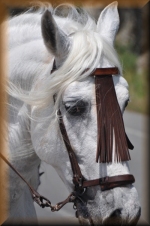 Paard