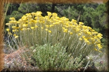 Bloemen