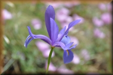 Bloemen