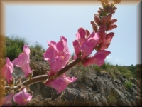 Bloemen