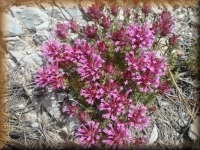 Bloemen