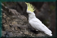 Kaketoe