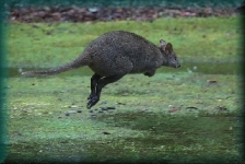 Wallaby