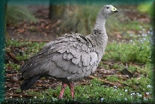 cape barren goose