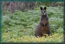 Wallaby