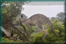 Kangoeroe