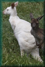 White Kangaroos Wildlife Park