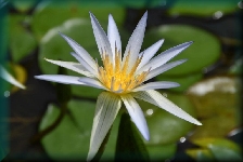 botanische tuin