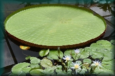botanische tuin
