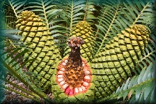 botanische tuin