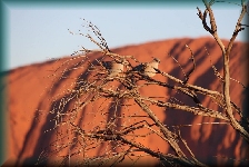 Uluru