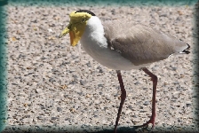 Masked lapwing
