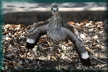 Bush stone-curlew