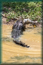 krokodil