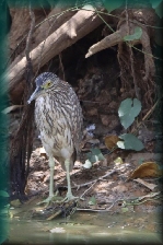 reiger