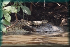 krokodil