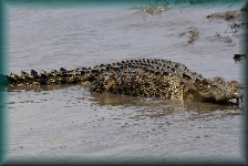 krokodil
