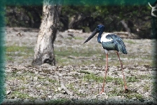 Jabiru