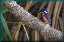 kingfisher