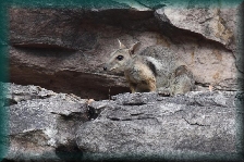 Wallaby