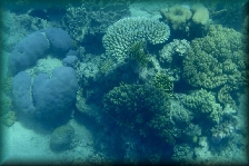 The Great Barrier Reef
