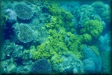 The Great Barrier Reef