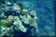 The Great Barrier Reef