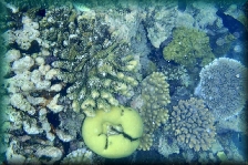 The Great Barrier Reef