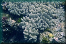 The Great Barrier Reef