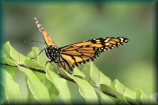 Australian Butterfly Sanctuary