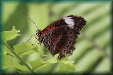 Australian Butterfly Sanctuary