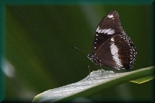 Australian Butterfly Sanctuary