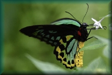 Australian Butterfly Sanctuary